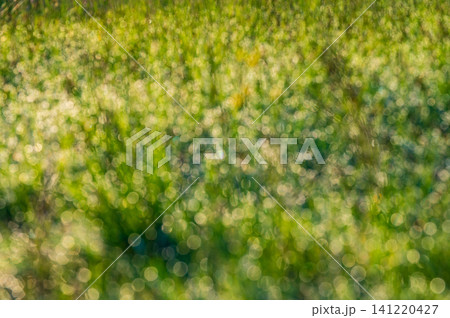 A serene meadow bursting with colorful wildflowers in bloom against a mountain backdrop at sunrise Stock Photo A serene meadow bursting with colorful wildflowers in bloom against a mountain backdrop at sunrise Stock Photo 141220427