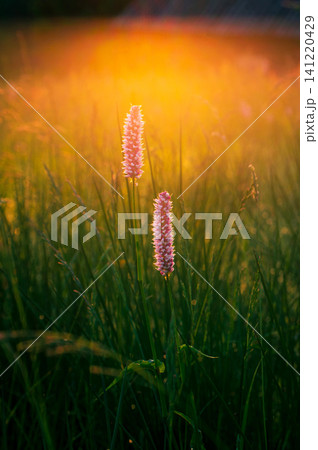 Wildflower field blooms during sunrise at mountain range. Poland, Zakopane Wildflower field blooms during sunrise at mountain range. Poland, Zakopane 141220429