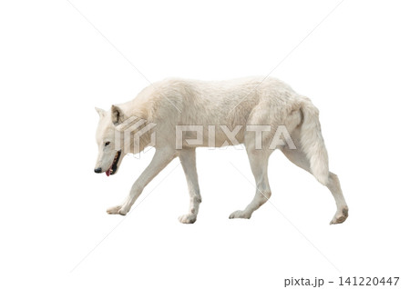 Walking white polar wolf isolated on white background 141220447