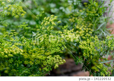flowering parsley plant with delicate green umbels in herb garden flowering parsley plant with delicate green umbels in herb garden 141220532