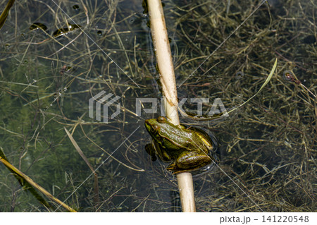 Close Up of a Green Frog in Freshwater. Close Up of a Green Frog in Freshwater. 141220548