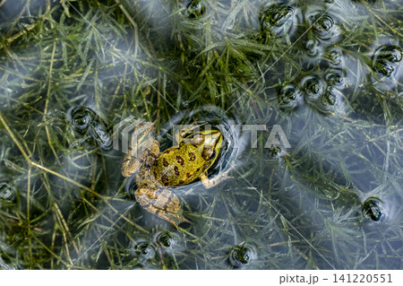 Close Up of a Green Frog in Freshwater. Close Up of a Green Frog in Freshwater. 141220551