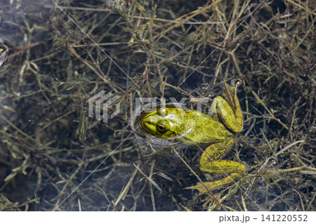 Close Up of a Green Frog in Freshwater. Close Up of a Green Frog in Freshwater. 141220552