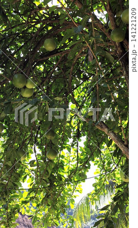 Green tropical fruit hanging from dense leafy canopy with sunlight filtering through branches Green tropical fruit hanging from dense leafy canopy with sunlight filtering through branches 141221209