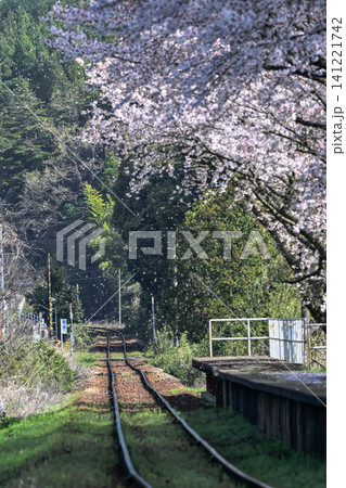 桜満開ののと鉄道笠師保駅 桜満開ののと鉄道笠師保駅 141221742