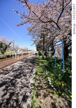 桜満開ののと鉄道西岸駅 141221837