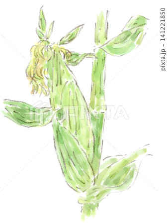夏野菜、畑で実るトウモロコシの水彩画イラスト 夏野菜、畑で実るトウモロコシの水彩画イラスト 141221850