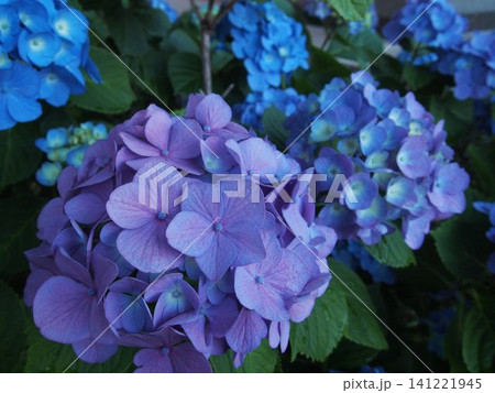 梅雨に咲く紫陽花 梅雨に咲く紫陽花 141221945
