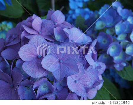 梅雨に咲く紫陽花 梅雨に咲く紫陽花 141221946