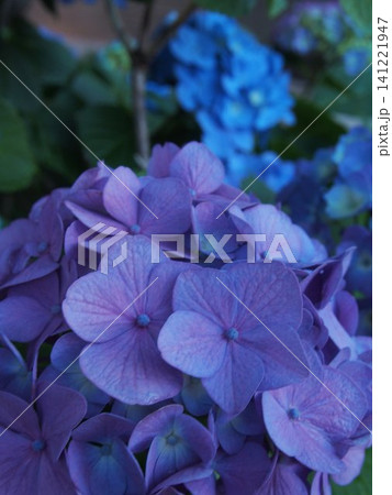 梅雨に咲く紫陽花 梅雨に咲く紫陽花 141221947
