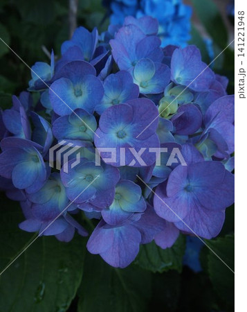 梅雨に咲く紫陽花 梅雨に咲く紫陽花 141221948