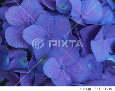 梅雨に咲く紫陽花 梅雨に咲く紫陽花 141221949