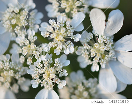 オルレアの花の生態写真 オルレアの花の生態写真 141221959