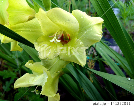 雨粒きらめく黄緑色のグラジオラスの花 雨粒きらめく黄緑色のグラジオラスの花 141222011