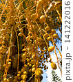Yellow olives ripening hang down from tree under bright sunlight. Branches filled with clusters of olives. Environment beauty, blue sky in background. Natural growing tasty organic food 141222016
