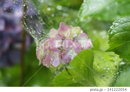 蜘蛛の巣の水滴とアジサイの花 蜘蛛の巣の水滴とアジサイの花 141222054