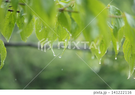 雨に濡れた木の葉っぱ 雨に濡れた木の葉っぱ 141222116