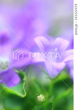 可憐な花 可憐な花 141222474