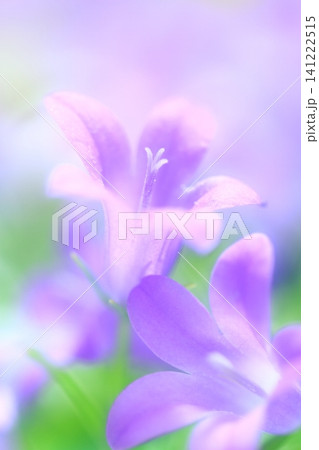 青い花 青い花 141222515