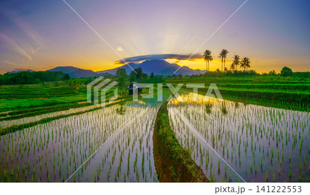 Beautiful panoramic aerial view of terraced rice fields at sunrise in Indonesia, surrounded by lush tropical greenery and palm trees Beautiful panoramic aerial view of terraced rice fields at sunrise in Indonesia, surrounded by lush tropical greenery and palm trees 141222553