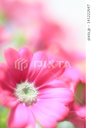 可憐な花 可憐な花 141222647
