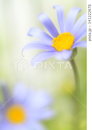 可憐な花 可憐な花 141222678