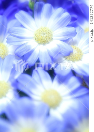 可憐な花 可憐な花 141222774