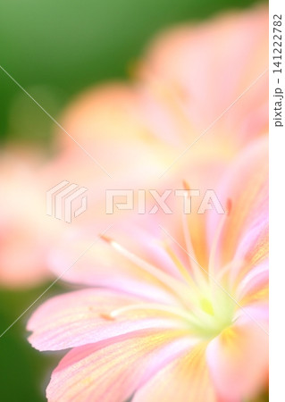 可憐な花 141222782