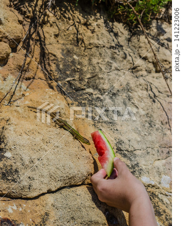 Child hand offering a slice of fresh watermelon to a wild green Maltese wall lizard on sunlit rocks outdoors in summer nature. High quality photo 141223006