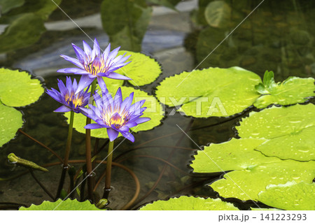 Three beautiful purple water lilies blooming in a serene garden pond. Vibrant green lily pads with water droplets float on the surface. Peaceful nature background with blooming aquatic flowers. Three beautiful purple water lilies blooming in a serene garden pond. Vibrant green lily pads with water droplets float on the surface. Peaceful nature background with blooming aquatic flowers. 141223293