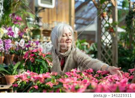 Flower market - mature woman chooses and buys poinsettia Flower market - mature woman chooses and buys poinsettia 141223311