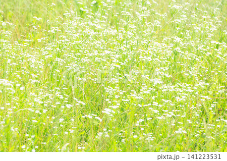 夏の野の花ヒメジョオン 夏の野の花ヒメジョオン 141223531