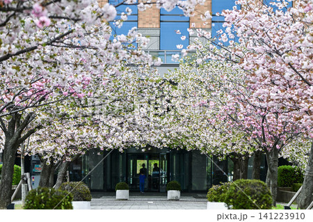 満開の桜が美しい石川県庁舎 満開の桜が美しい石川県庁舎 141223910