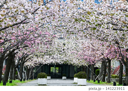満開の桜が美しい石川県庁舎 満開の桜が美しい石川県庁舎 141223911