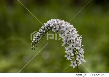 白い小さな花が密集して咲く丘虎の尾 白い小さな花が密集して咲く丘虎の尾 141224042