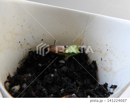 発芽したかぼちゃの種5 発芽したかぼちゃの種5 141224087
