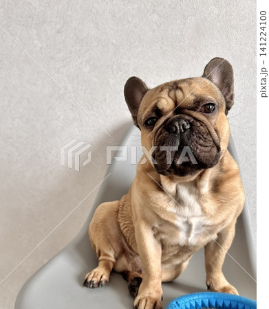 A fawn-colored French bulldog dog in a close-up home environment. Photo A fawn-colored French bulldog dog in a close-up home environment. Photo 141224100