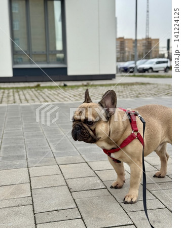 A happy French bulldog dog of fawn color walks outside in good weather on a leash in summer.A happy French bulldog dog of fawn color walks outside in good weather on a leash in summer. Photo A happy French bulldog dog of fawn color walks outside in good weather on a leash in summer.A happy French bulldog dog of fawn color walks outside in good weather on a leash in summer. Photo 141224125