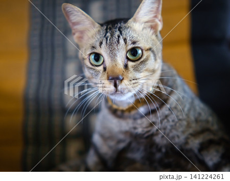 portrait of a cat with yellow eyes portrait of a cat with yellow eyes 141224261