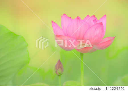 ハスの花 ハスの花 141224291
