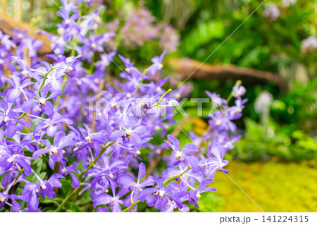 Blooming purple orchids delicate petals lush tropical garden creating vibrant floral display soft natural light beautiful spring atmosphere Blooming purple orchids delicate petals lush tropical garden creating vibrant floral display soft natural light beautiful spring atmosphere 141224315