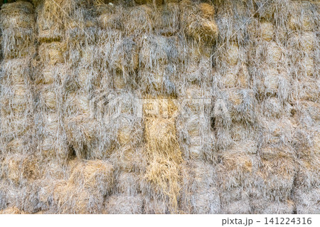 Stacked rectangular hay bales dry golden straw fibers forming natural agricultural texture background ideal for farming harvest rural storage livestock themes Stacked rectangular hay bales dry golden straw fibers forming natural agricultural texture background ideal for farming harvest rural storage livestock themes 141224316