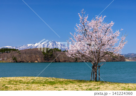 岩手県盛岡市繋 雫石川のダム湖御所湖に面する繋大橋南園地手つなぎ広場 湖と残雪の岩手山バックの一本桜 岩手県盛岡市繋 雫石川のダム湖御所湖に面する繋大橋南園地手つなぎ広場 湖と残雪の岩手山バックの一本桜 141224360