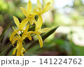 yellow orchid flowers blooming in a lush garden, showcasing the elegance and natural beauty of one of the world's most admired ornamental plants. This image is ideal for gardening blogs 141224762