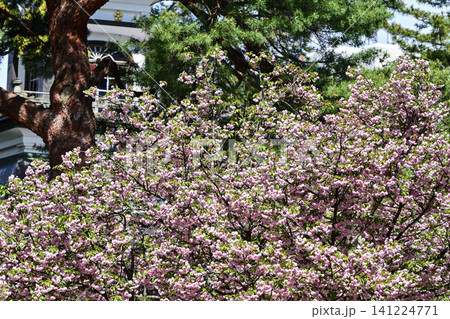 菊桜が咲く尾山神社 141224771