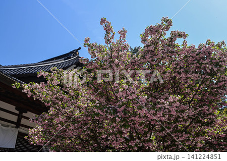菊桜が咲く尾山神社 菊桜が咲く尾山神社 141224851