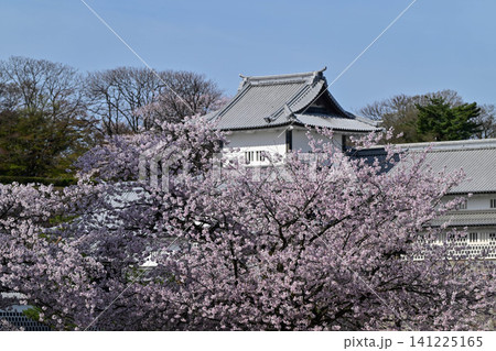 桜満開の金沢城公園 桜満開の金沢城公園 141225165