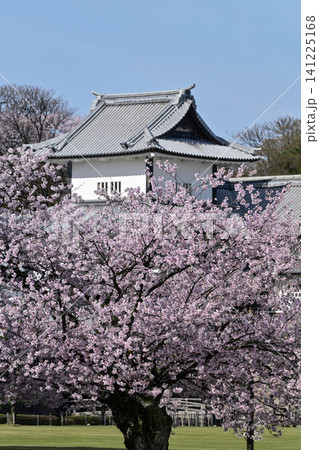 桜満開の金沢城公園 桜満開の金沢城公園 141225168