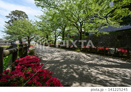 ツツジ咲く金沢城公園の春 ツツジ咲く金沢城公園の春 141225245