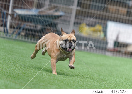 雨上がりのドッグランで遊ぶフレンチブルドッグ 雨上がりのドッグランで遊ぶフレンチブルドッグ 141225282